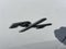 2026 Dodge Charger R/T Plus